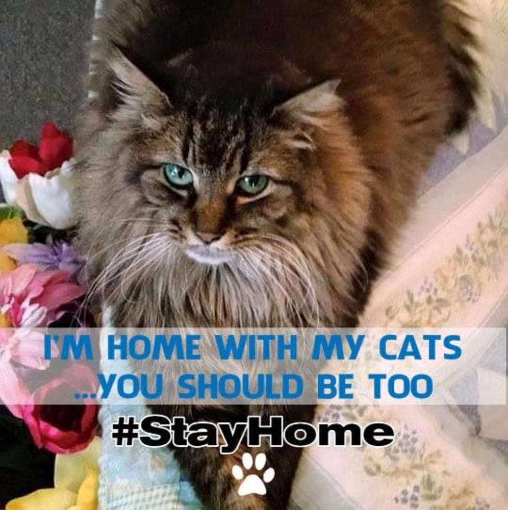 Meet your Posher, Carrie